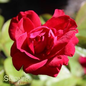 EASY ELEGANCE® COMO PARK ROSE